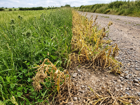 Impacto que muestra el contraste de la efectividad del herbicida en un camino rural, con un lado de vegetaci&oacute;n completamente seca frente a maleza verde sin tratar en la agricultura. Malas hierbas