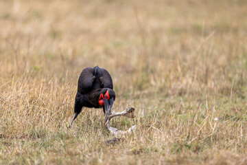 A southern ground hornbill grasps prey in its bill on open grassland. Masai Mara National Reserve Kenya. © TheStorygrapher