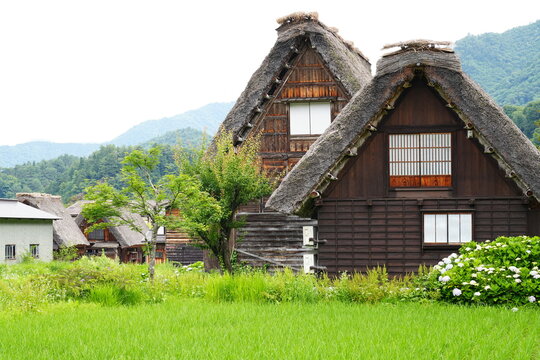 Historic streetscape of Shirakawa-go village with traditional gassho-zukuri houses in Gifu, Japan - 日本 岐阜県 世界遺産 白川郷の伝統的な合掌造りが並ぶ街並み
