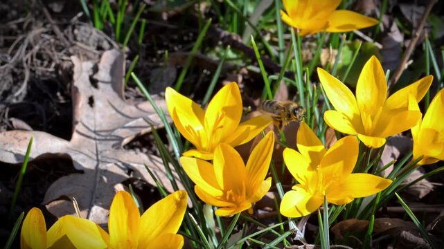 Honey bee (Apis mellifera) collecting nectar from the narrow leaved crocus (Crocus angustifolius), a flowering plant native to regions such as southern Ukraine