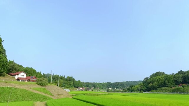 Peaceful Japanese Countryside with Green Rice Fields and Blue Summer Sky