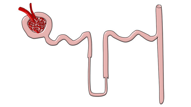 Human nephron structure anatomical diagram showing renal corpuscle and tubule function