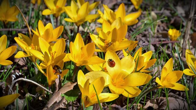 Honey bee (Apis mellifera) collecting nectar from the narrow leaved crocus (Crocus angustifolius), a flowering plant native to regions such as southern Ukraine