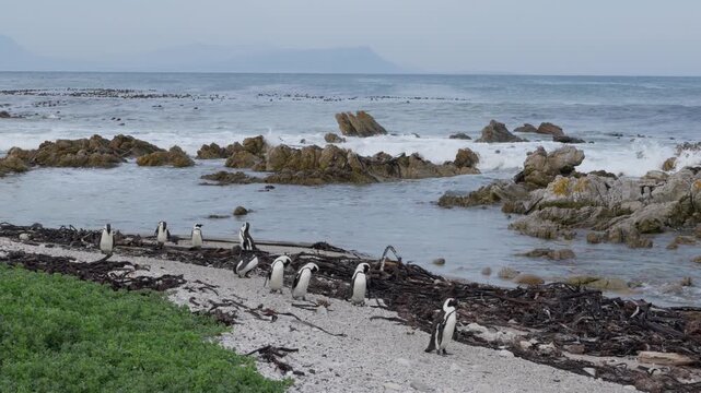 4K 60p (59.94 fps) footage of the African penguin (Spheniscus demersus) coming ashore at Stony Point Nature Reserve, Betty&rsquo;s Bay, Western Cape, South Africa. Endangered Cape penguin on shore.