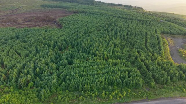 Large Forest of Pine Trees with Soft Sunrise Light Casting Down Creating Deep Shadows. Beautiful Natural Landscape Seen from High Above.