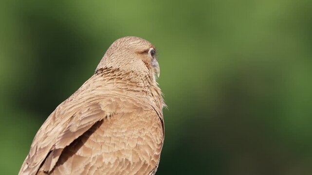 Chimango caracara perched against a smooth green background in tight close-up, feathers detailed and head turning slightly, useful for wildlife documentaries or ornithology content.