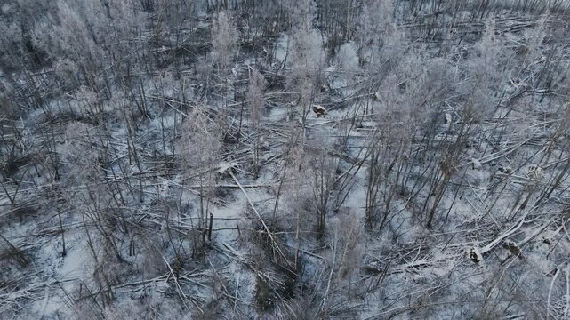 Drone slowly glides above frozen floodplain forest, pristine winter patterns