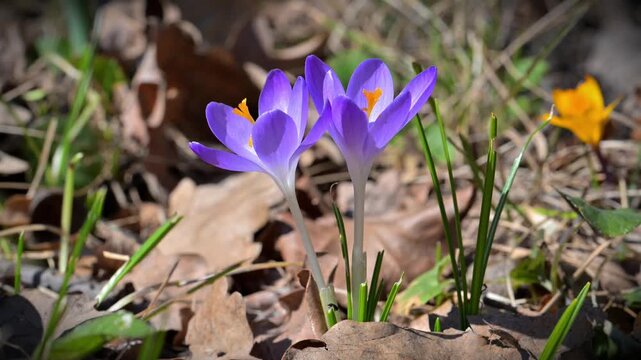 Early spring flowering of the Tommasini's crocus (Crocus tommasinianus)