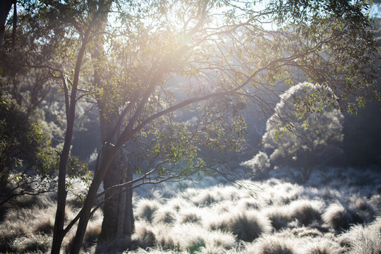 Sunlit Forest Scene With Grassy Underbrush