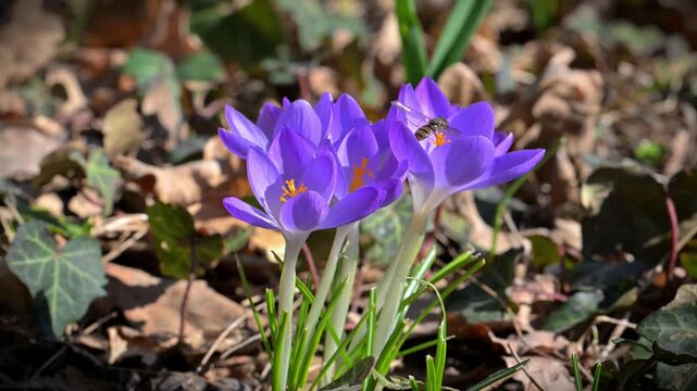 The hoverfly (Episyrphus balteatus) pollinating a purple crocus flower.