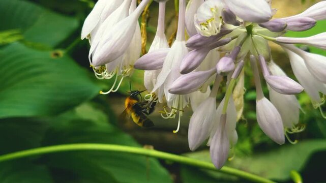 bumblebee drinking nectar from plantain lily in a park