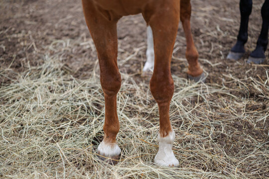 Lower legs and hooves of horse standing on hay ground