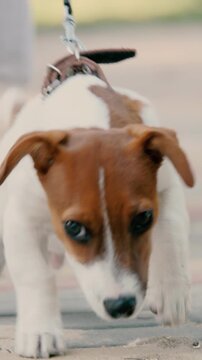 excited dog walk, pet exercise happiness, joyful pet owner, together best friend, dog trainer specialist, dog walk experience, dream pet wish, pet owner lifestyle, daily dog walking, walking excited