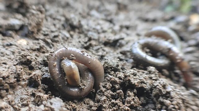 Earthworms Digging In Wet Soil. Large worms crawl into making holes in the black soil, where the worms are. Moist, living substrate. biodiversity and vitality. bugs. Invertebrates. environment.