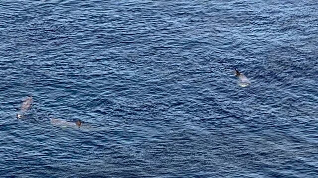 Aerial view of basking sharks at Muckross Head ,Donegal - Ireland