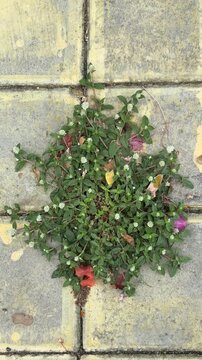Green weed with white flowers growing through concrete pavers