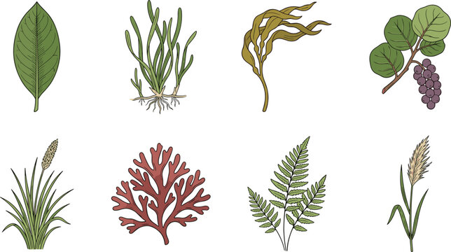 Coastal Plants and Seaweed Flat Icon Set with Fern Grass Leaves and Marine Flora