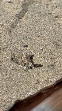 An antlion (Myrmeleontidae) attacked a wasp in the sand