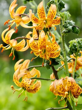 Martagon lily (Lilium martagon) flowering in Sweden