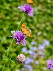 Argynnis sp. butterfly on flowers in Sweden © Yaroslav Ivanovych
