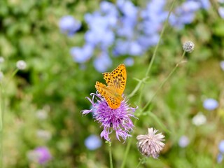 Argynnis sp. butterfly on flowers in Sweden © Yaroslav Ivanovych