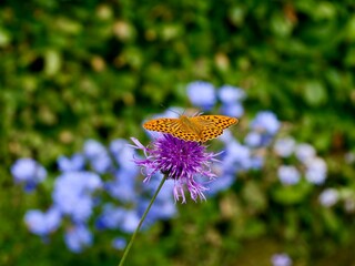 Argynnis sp. butterfly on flowers in Sweden © Yaroslav Ivanovych
