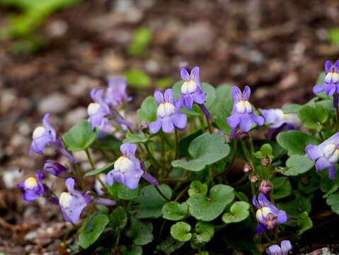 Italian toadflax (Cymbalaria pallida) flowering in Sweden