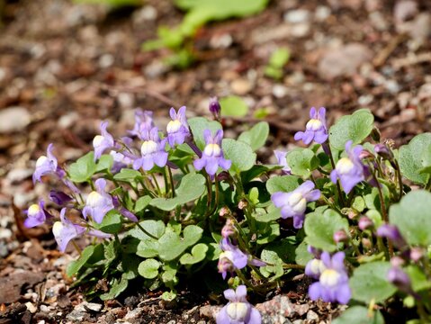 Italian toadflax (Cymbalaria pallida) flowering in Sweden