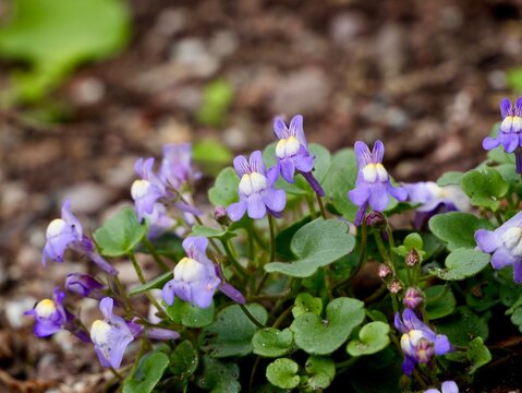 Italian toadflax (Cymbalaria pallida) flowering in Sweden