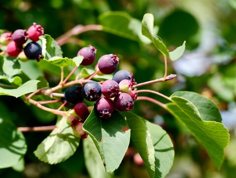 Saskatoon berry (Amelanchier alnifolia 'FK ALVDAL E') with ripe fruits in Sweden