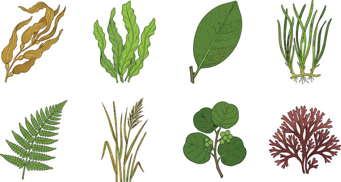 Marine Plants and Coastal Flora Flat Icon Set with Seaweed Fern Leaves and Algae