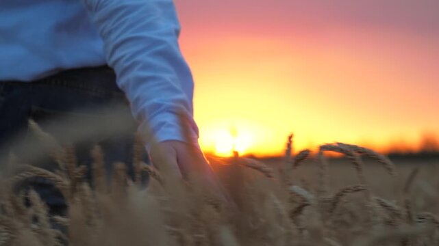 agriculture, wheat field, golden wheat farm field sunset, farmer hand touching golden ears wheat sunset, farmer engaged growing plants, plant products, farmer profession, agricultural crops, natural