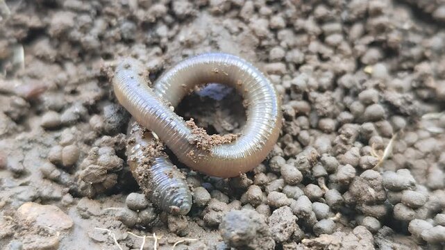 Earthworms Digging In Wet Soil. Large worms crawl into making holes in the black soil, where the worms are. Moist, living substrate. biodiversity and vitality. bugs. Invertebrates. environment.