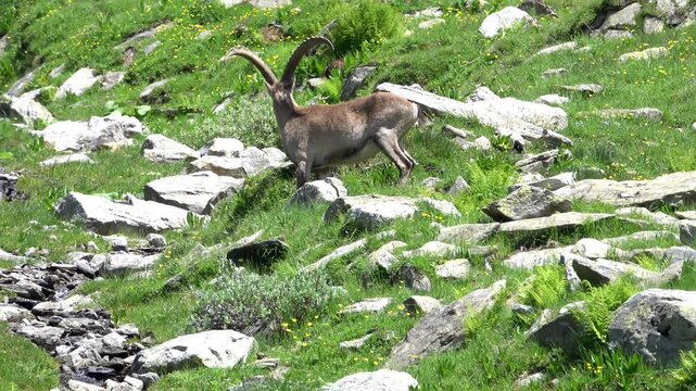 An alpine ibex with curved horns walks over rocks on a sunny green mountain slope, joining another ibex in their natural high-altitude alpine habitat.