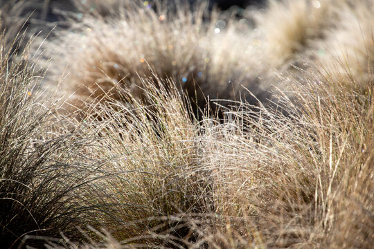 Glistening Dew On Morning Grass Landscape