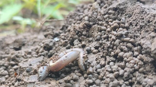 Earthworms Digging In Wet Soil. Large worms crawl into making holes in the black soil, where the worms are. Moist, living substrate. biodiversity and vitality. bugs. Invertebrates. environment.