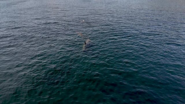 Aerial view of basking sharks at Muckross Head ,Donegal - Ireland
