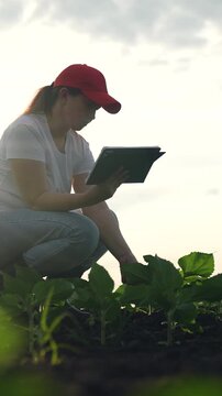 Agriculture, Efficiency in agriculture, Green crop field with woman, Sustainable technology use, Plant health checking, Future of farming, Woman in agriculture, Tech farming solutions, Tablet for