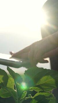 Agriculture, Agricultural advancements, Woman making notes in field, Farm development, Technical progress in farming, Young woman analyzing growth, Fresh perspective in agriculture, Professional