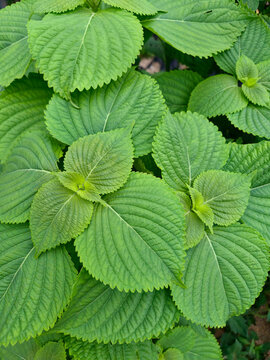 
This is a close-up of a perilla leaf.