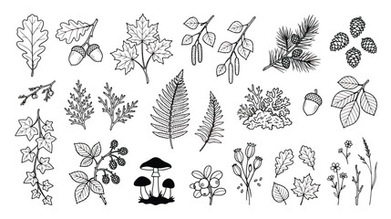 Vintage forest botanical line art collection, hand drawn autumn leaves and pine cones vector set, black and white woodland nature elements for wedding invitations © Rafay