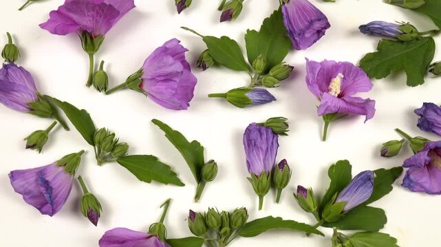 Buds, blooming flowers of pink mallow, dried buds and flowers, leaves are on a white background, top view. The life cycle of a mallow, from bud to wilting.