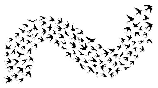 Flock of Birds Flying.