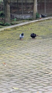 Pigeons standing on stone pavement path in outdoor park