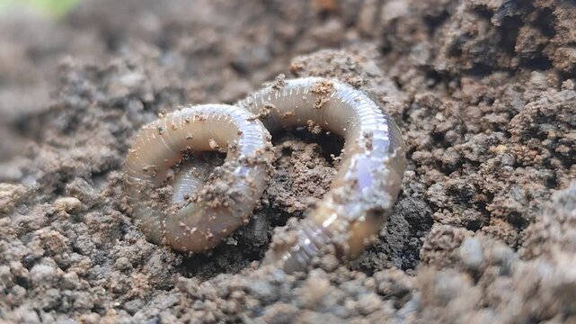 Earthworms Digging In Wet Soil. Large worms crawl into making holes in the black soil, where the worms are. Moist, living substrate. biodiversity and vitality. bugs. Invertebrates. environment.