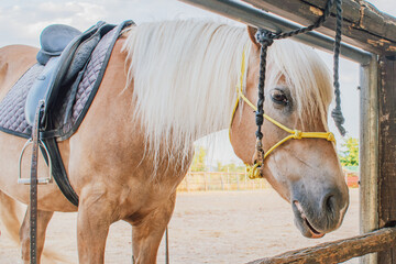 Side view close up of palomino horse with blond mane saddled and tied in halter standing near wooden fence at ranch background on sunny day in equestrian farm © moryachka