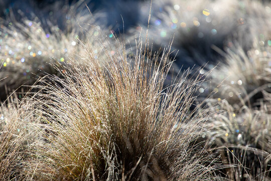 Dew Drops On Grass In Morning Light