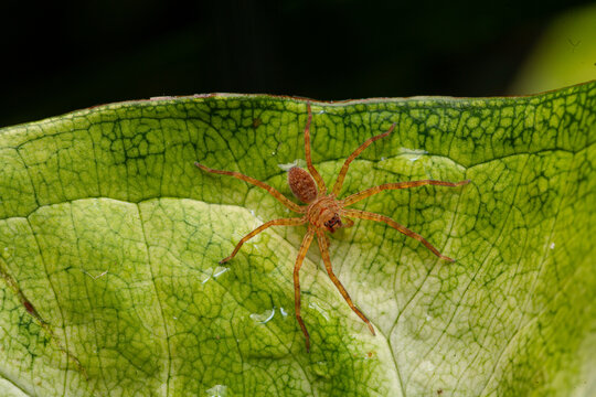 Tiny brown spider rests on vibrant green leaf. Leaf shows intricate veins and subtle texture. Spider's delicate legs spread gently across surface. Natural habitat captured in crisp, close-up detail