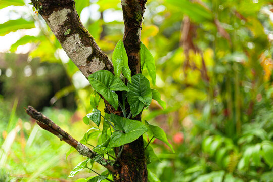 Lush green vines cling to a mossy tree trunk. Soft focus background enhances the natural detail. Foliage vibrates with life, rich and vibrant. Ideal for nature, ecology, or botanical content