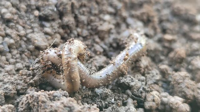 Earthworms Digging In Wet Soil. Large worms crawl into making holes in the black soil, where the worms are. Moist, living substrate. biodiversity and vitality. bugs. Invertebrates. environment.